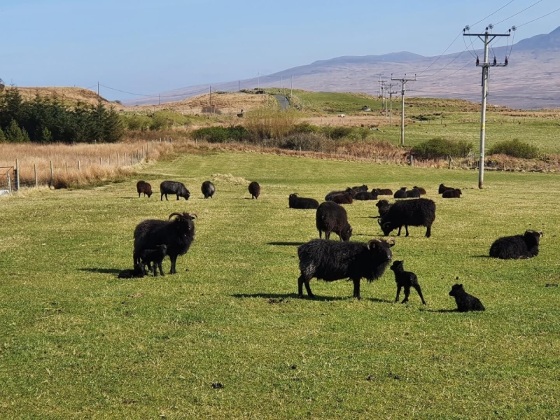 Hebridean sheep and lambs