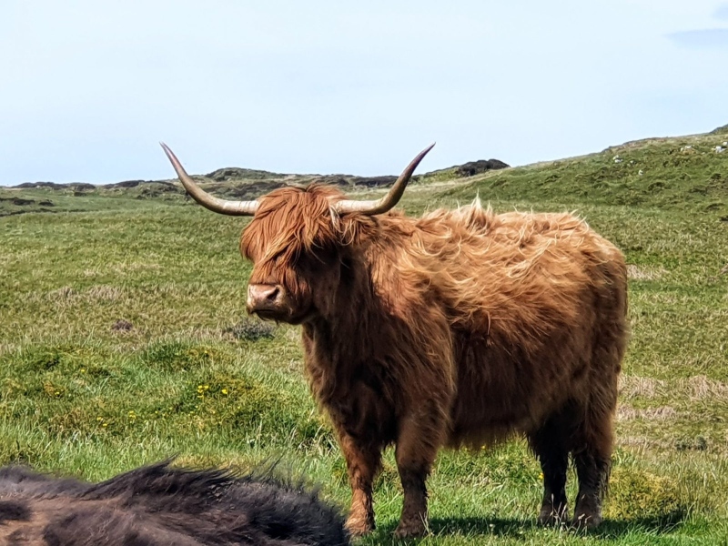 One of the highland cows at Persabus Farm, Islay