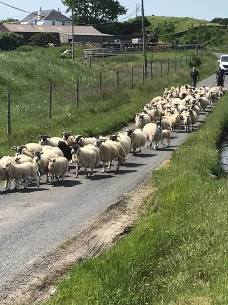 Gathering the Sheep
