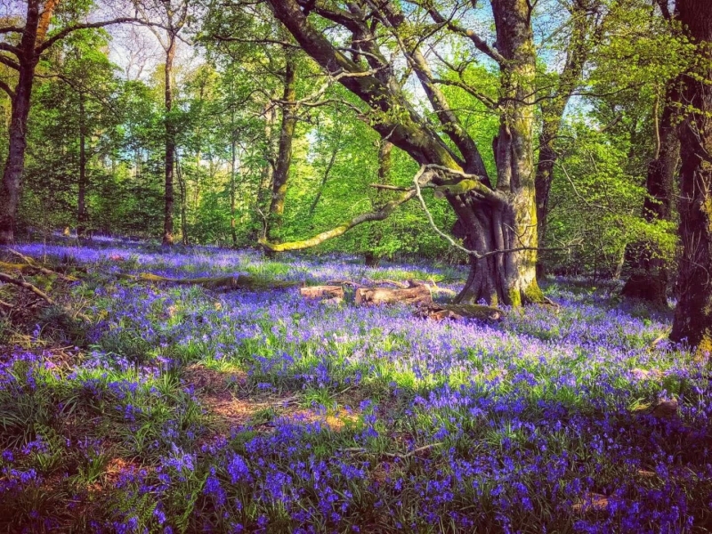 Bluebells in the Spring