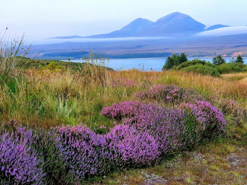 Enjoy the heather clad landscape of Islay's north east coastline