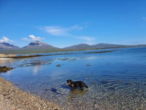 Dog in sea