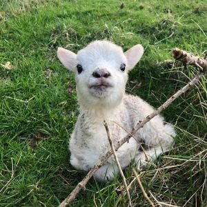 Lamb lying down