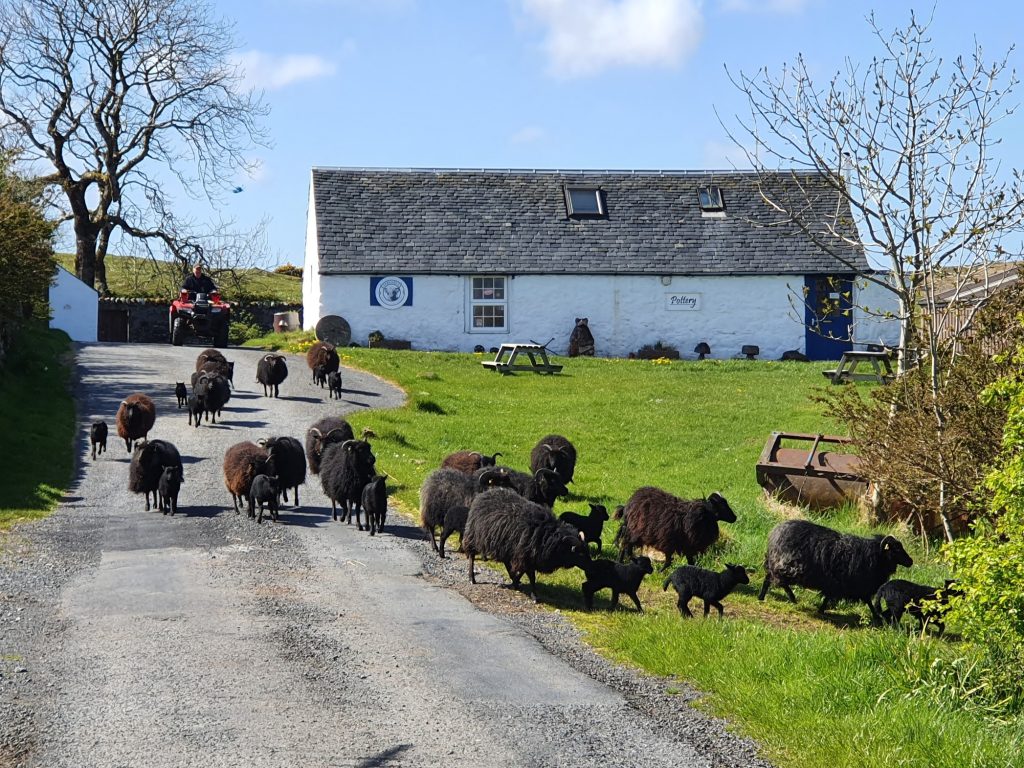 sheep and lambs on road in front of white building