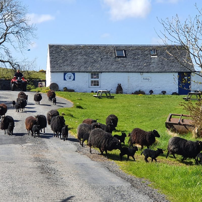 sheep and lambs on road in front of white building