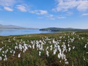 landscape, with white cotton wool plants. Sea in background