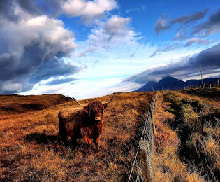 Highland Cow at Persabus