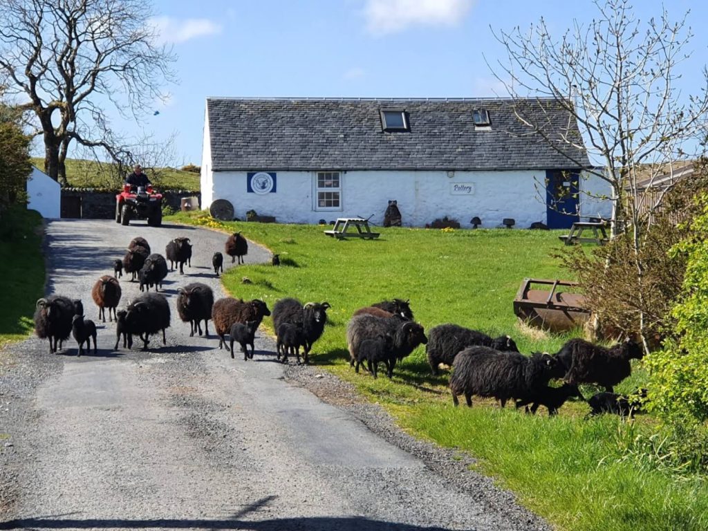 Sheep in front of pottery