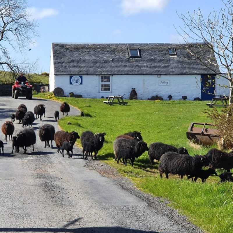 Sheep in front of pottery