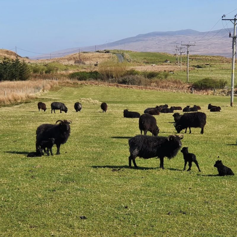 Flock of Hebridean Sheep