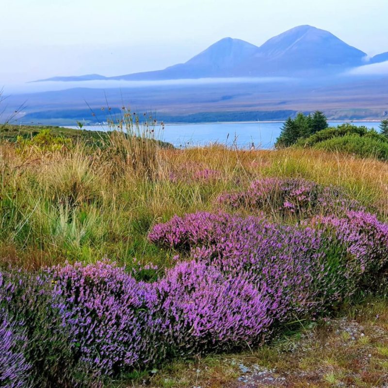 Heather on the hillside