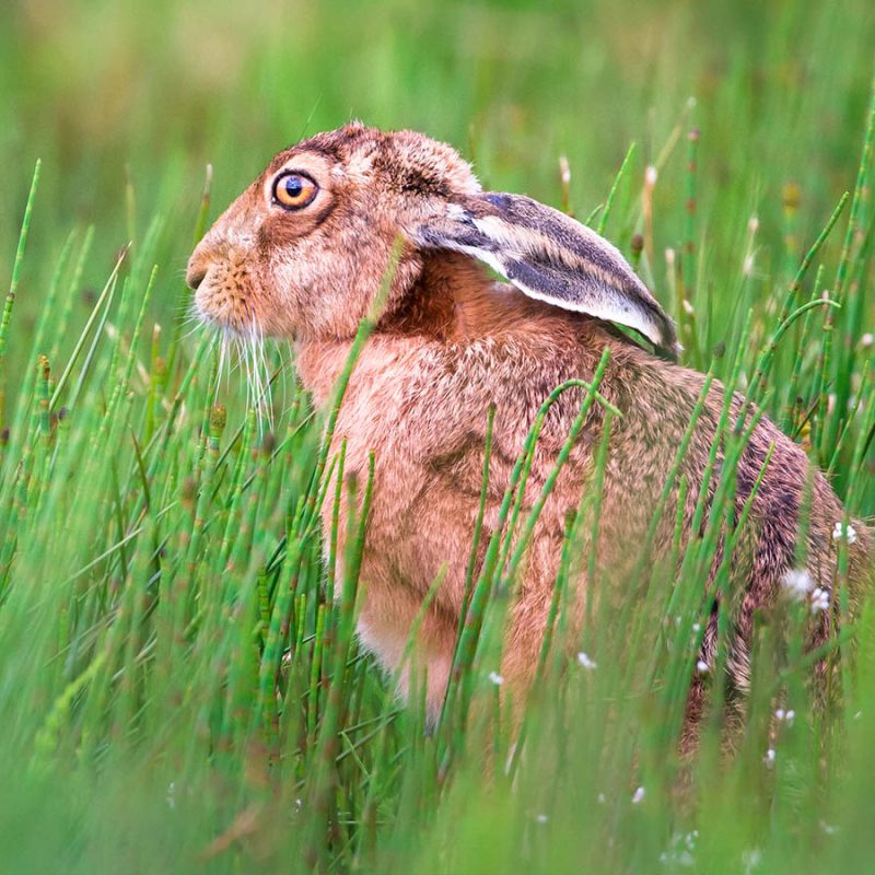 A European Hare at Loch Gruinart Nature Reserve on Islay
