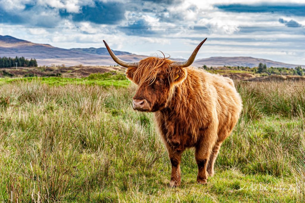 Highland Cow