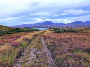 Purple heather and hills