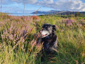 Dog in long grass