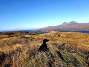 Dog on hill