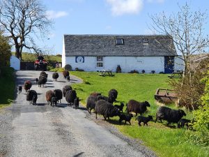 Sheep on the road