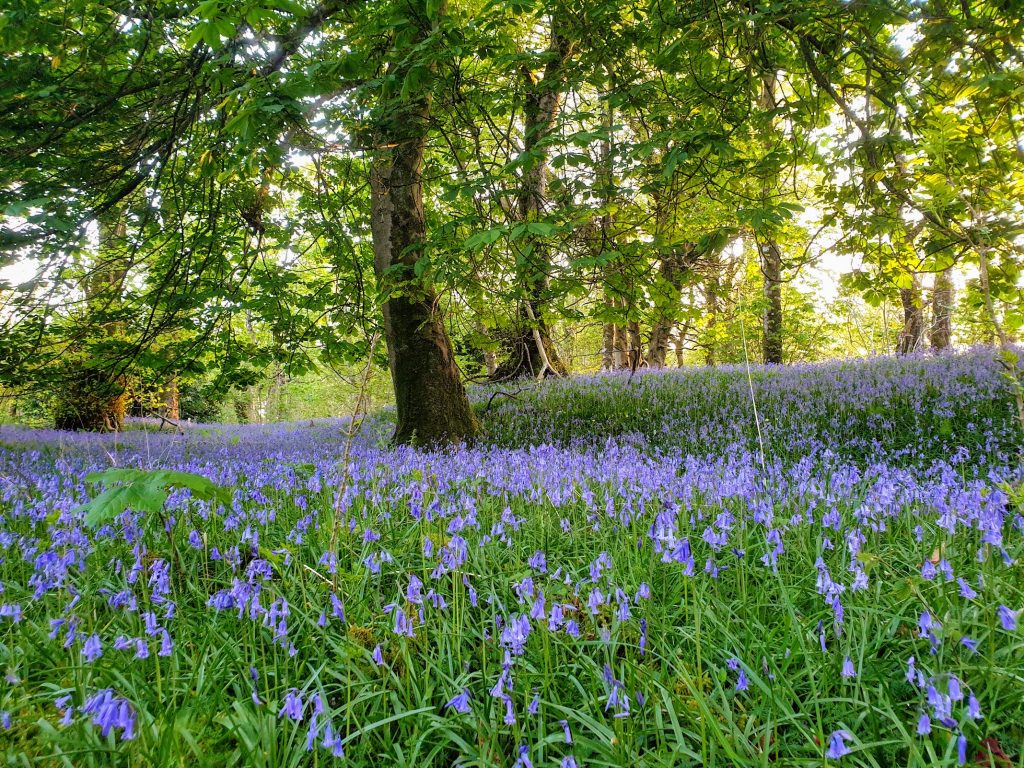 Bluebells