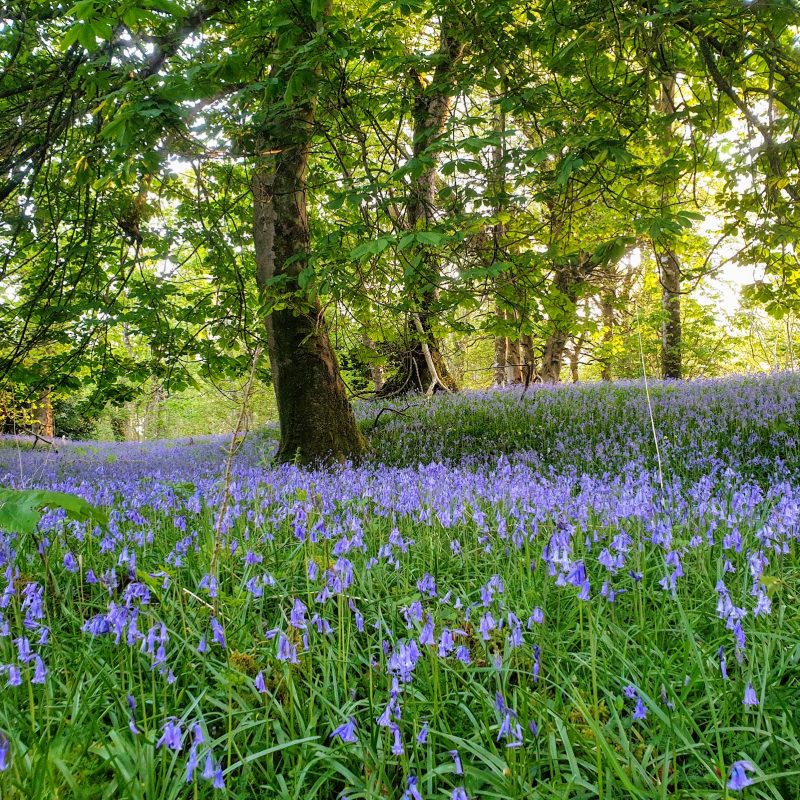 Bluebells