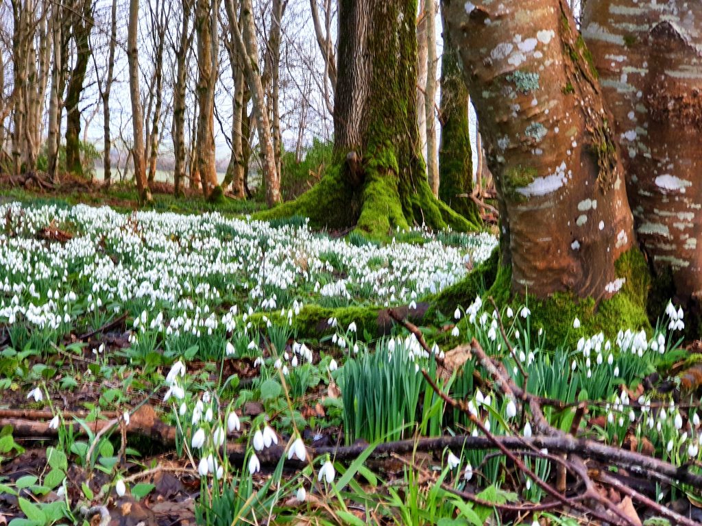 snowdrops
