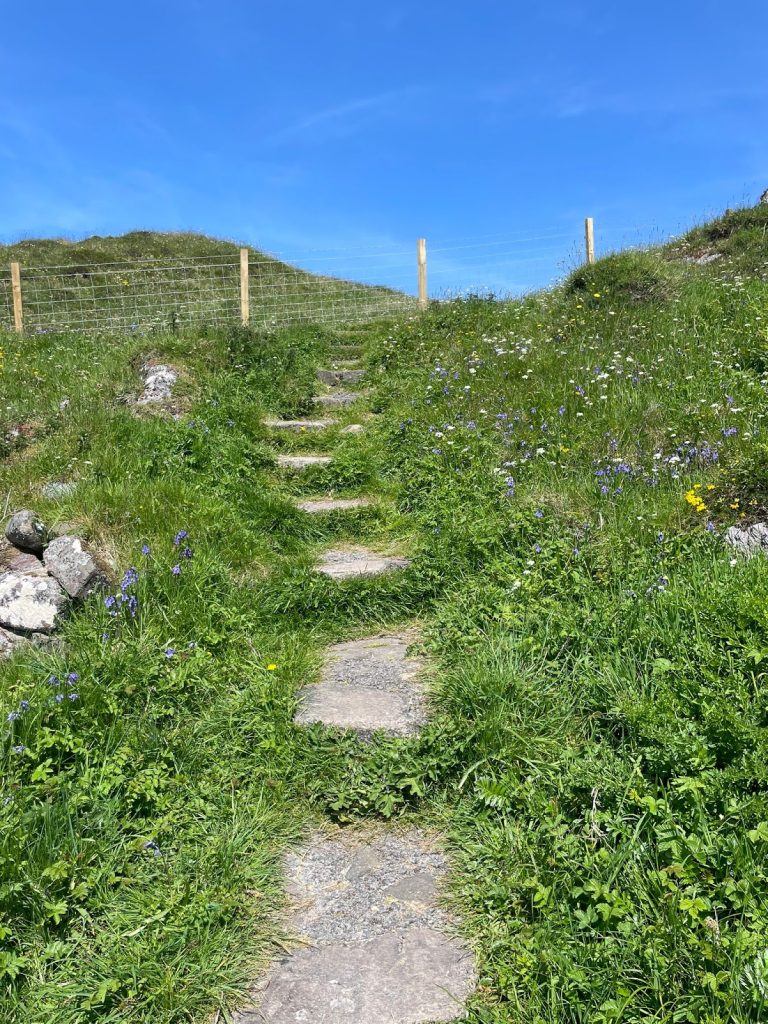 Path through grass