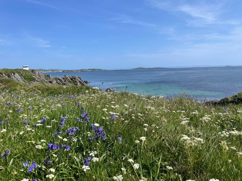 Wild flowers and sea