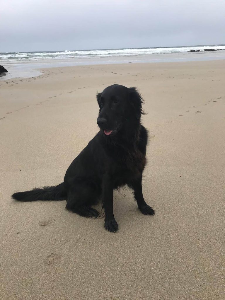 Dog on beach