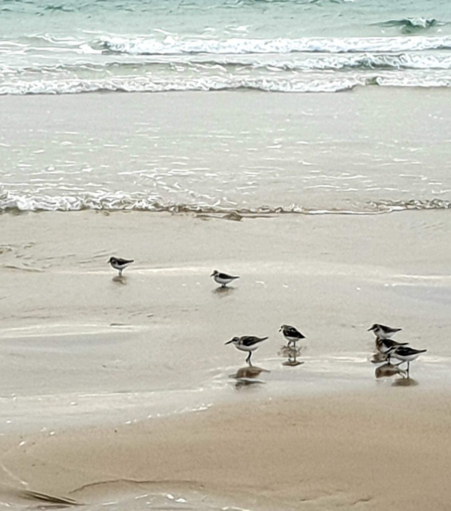Sandpipers in the waves