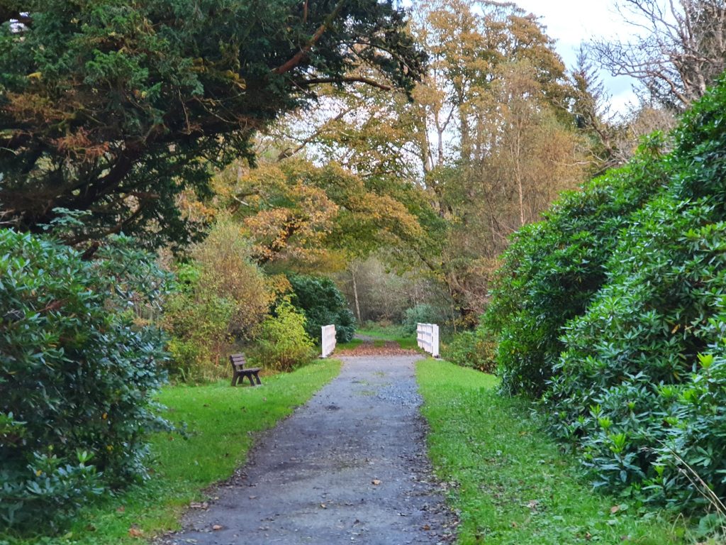 a woodland track