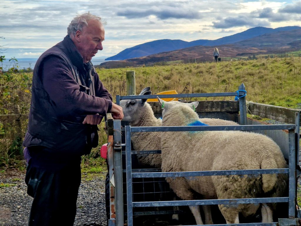 Man and two tups in a trailer