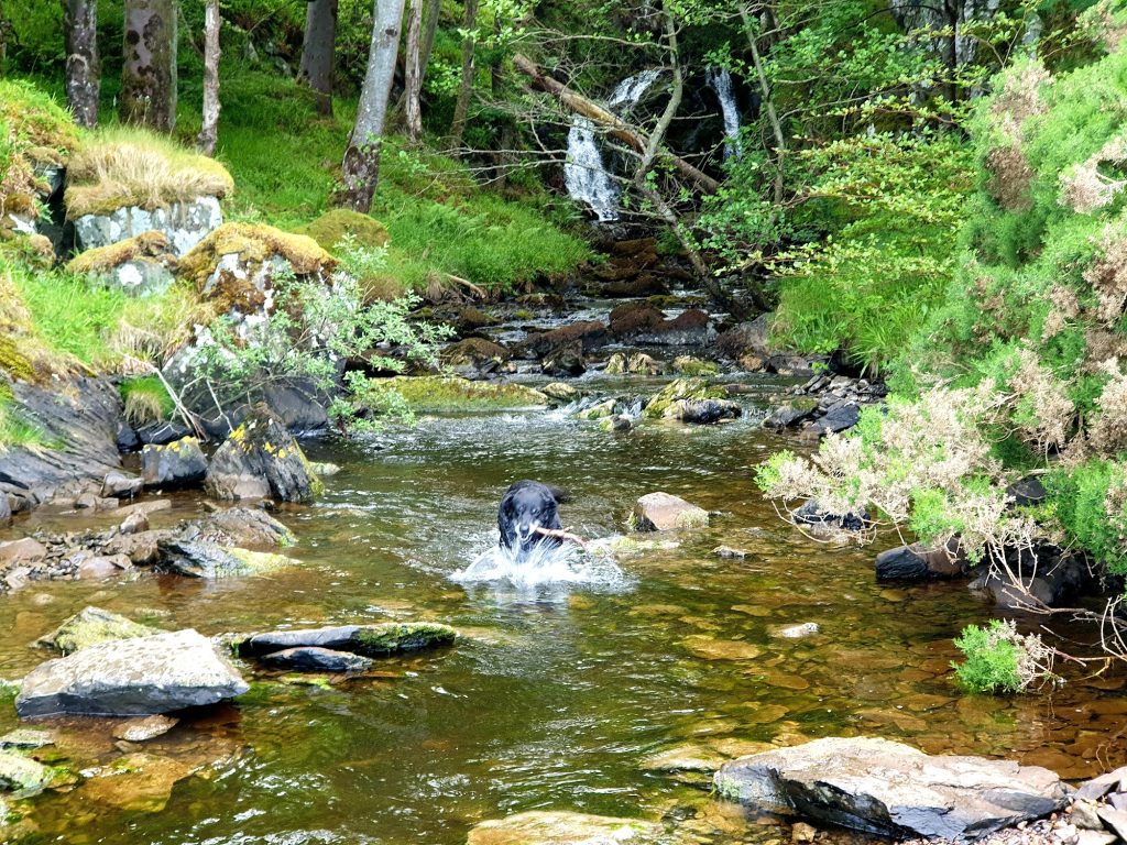 Dog with a stick in river