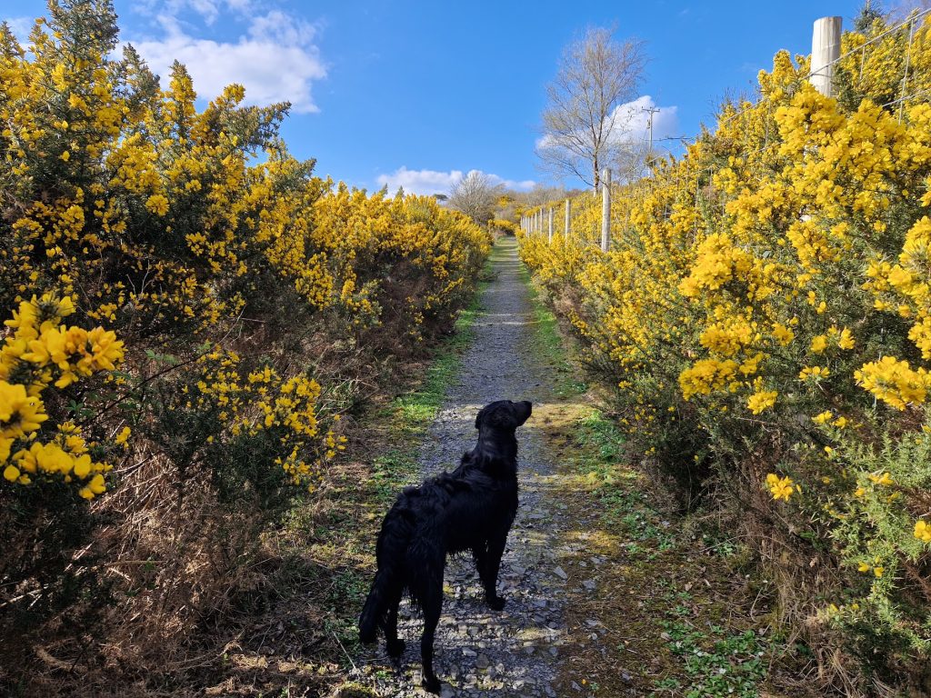 Dog on track beside yellow whin bushes