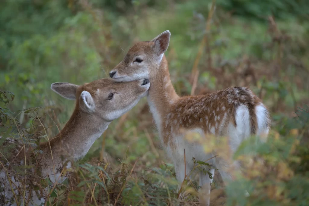 Two deer nuzzling each other
