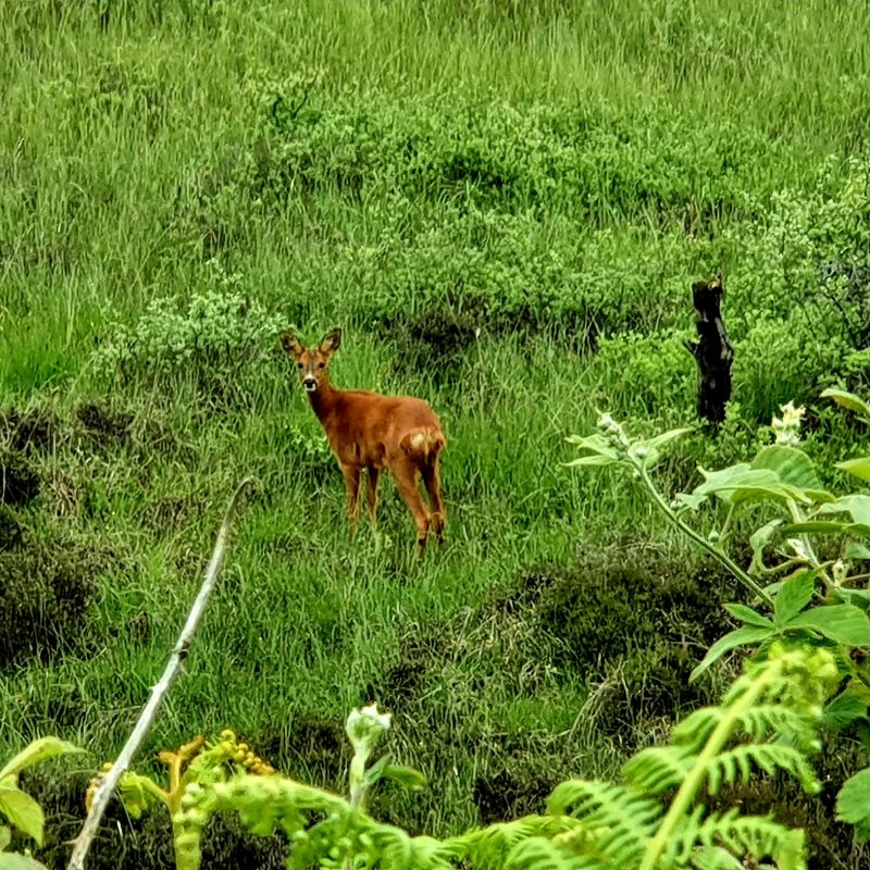 A deer in the grass