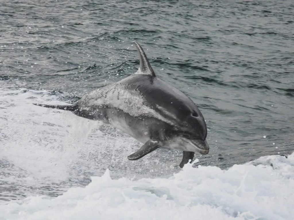 A dolphin jumping out of the sea