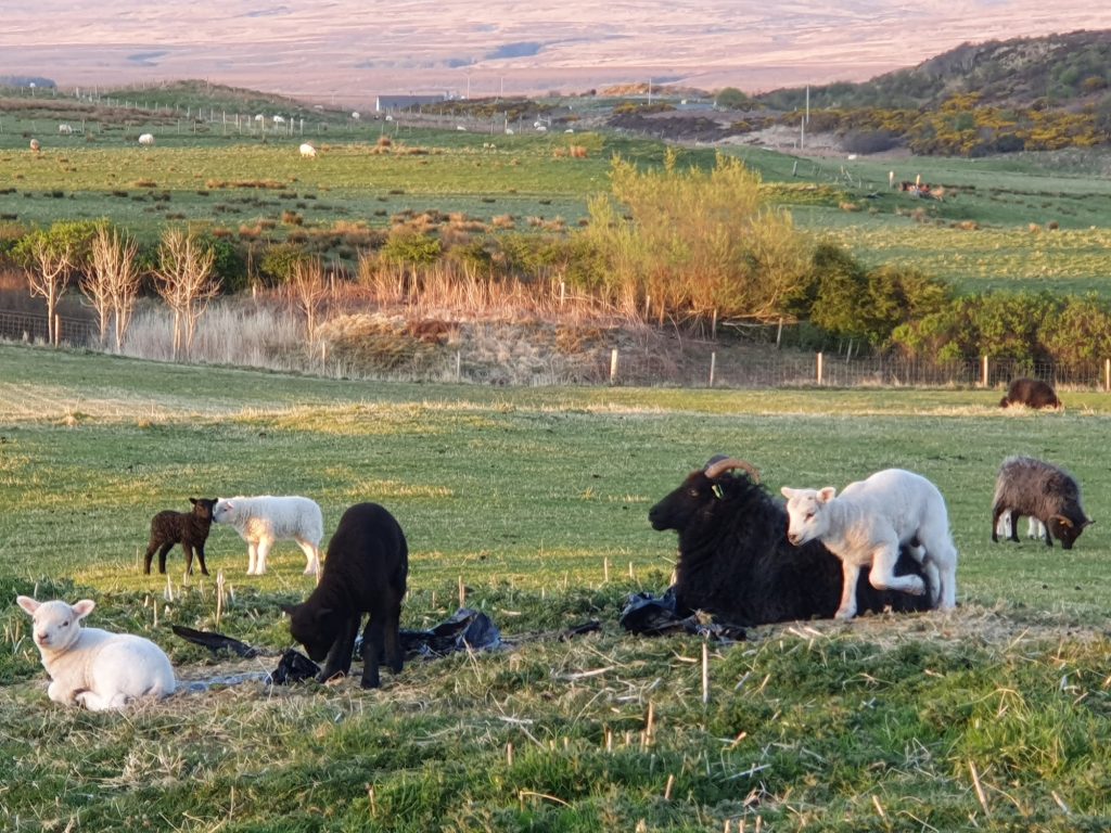 Lambs ina field