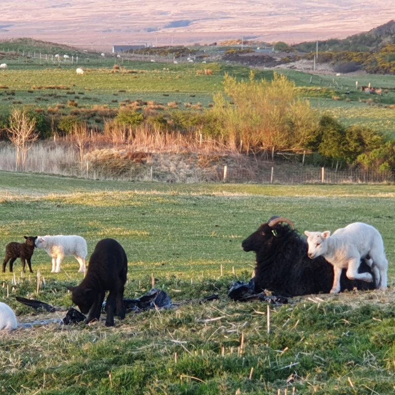 Lambs ina field