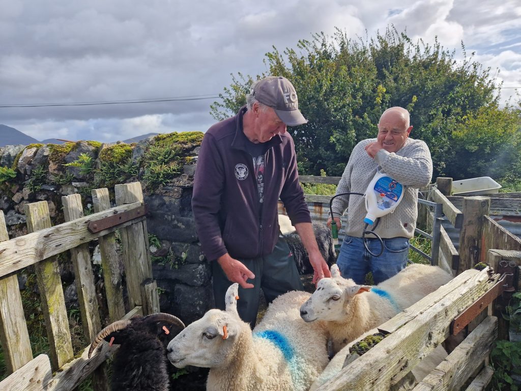 Men working with sheep on a farm