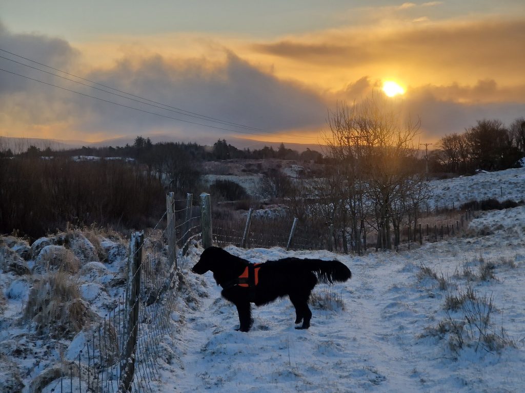 Dog in snow as sun rises