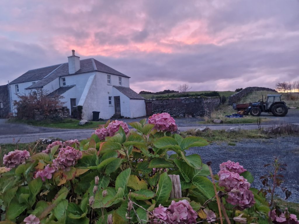 White buildings at sunset, flowers in foreground