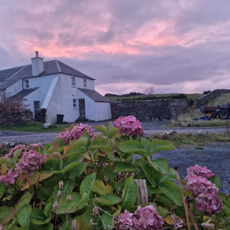 White buildings at sunset, flowers in foreground